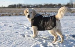 Rehab Softshell Hundedecke