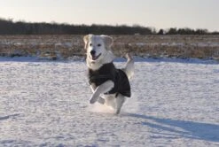 Rehab Softshell Hundedecke -Günstiges Wuff Pflege Geschäft 0047238 rehab softshell hundedecke