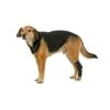 Tierarzt24 Neopren Tarsalprotektor 1 Tierarzt24 Neopren Tarsalprotektor -Günstiges Wuff Pflege Geschäft 0050906 tierarzt24 neopren tarsalprotektor