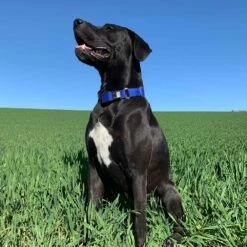 WowWow Professional Blau 7 WowWow Professional Blau -Günstiges Wuff Pflege Geschäft 0052150 wowwow professional blau