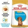 Royal Canin Dachshund Puppy Welpenfutter Trocken -Günstiges Wuff Pflege Geschäft 0054600 royal canin dachshund puppy welpenfutter trocken