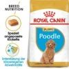 Royal Canin Poodle Puppy Welpenfutter -Günstiges Wuff Pflege Geschäft 0054654 royal canin poodle puppy welpenfutter