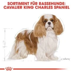 Royal Canin Cavalier King Charles Adult Hundefutter Trocken -Günstiges Wuff Pflege Geschäft 0054714 royal canin cavalier king charles adult hundefutter trocken