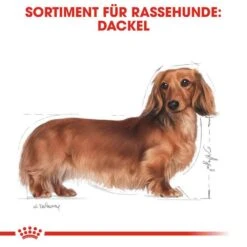 Royal Canin Dachshund Adult Hundefutter Trocken -Günstiges Wuff Pflege Geschäft 0054735 royal canin dachshund adult hundefutter trocken