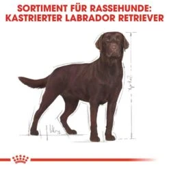 Royal Canin Labrador Retriever Adult Sterilised Trockenfutter Für Kastrierte Hunde -Günstiges Wuff Pflege Geschäft 0054795 royal canin labrador retriever adult sterilised trockenfutter fur kastrierte hunde