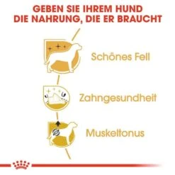 Royal Canin Poodle Adult Hundefutter Trocken -Günstiges Wuff Pflege Geschäft 0054810 royal canin poodle adult hundefutter trocken