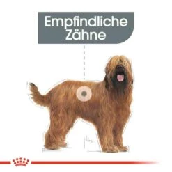 Royal Canin Dental Care Maxi Trockenfutter Für Große Hunde Mit Empfindlichen Zähnen -Günstiges Wuff Pflege Geschäft 0055063 royal canin dental care maxi trockenfutter fur grose hunde mit empfindlichen zahnen