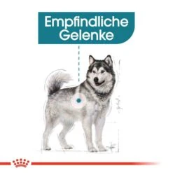 Royal Canin Joint Care Maxi Trockenfutter Für Große Hunde Mit Empfindlichen Gelenken -Günstiges Wuff Pflege Geschäft 0055108 royal canin joint care maxi trockenfutter fur grose hunde mit empfindlichen gelenken