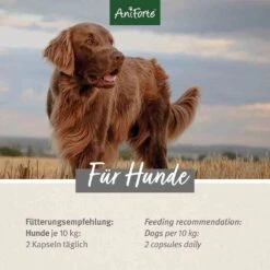 AniForte Teufelskralle Kapseln -Günstiges Wuff Pflege Geschäft 0056310 aniforte teufelskralle kapseln