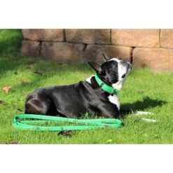 Das Lederband Barcelona Halsband Summer-Green -Günstiges Wuff Pflege Geschäft 0056843 das lederband barcelona halsband summer green