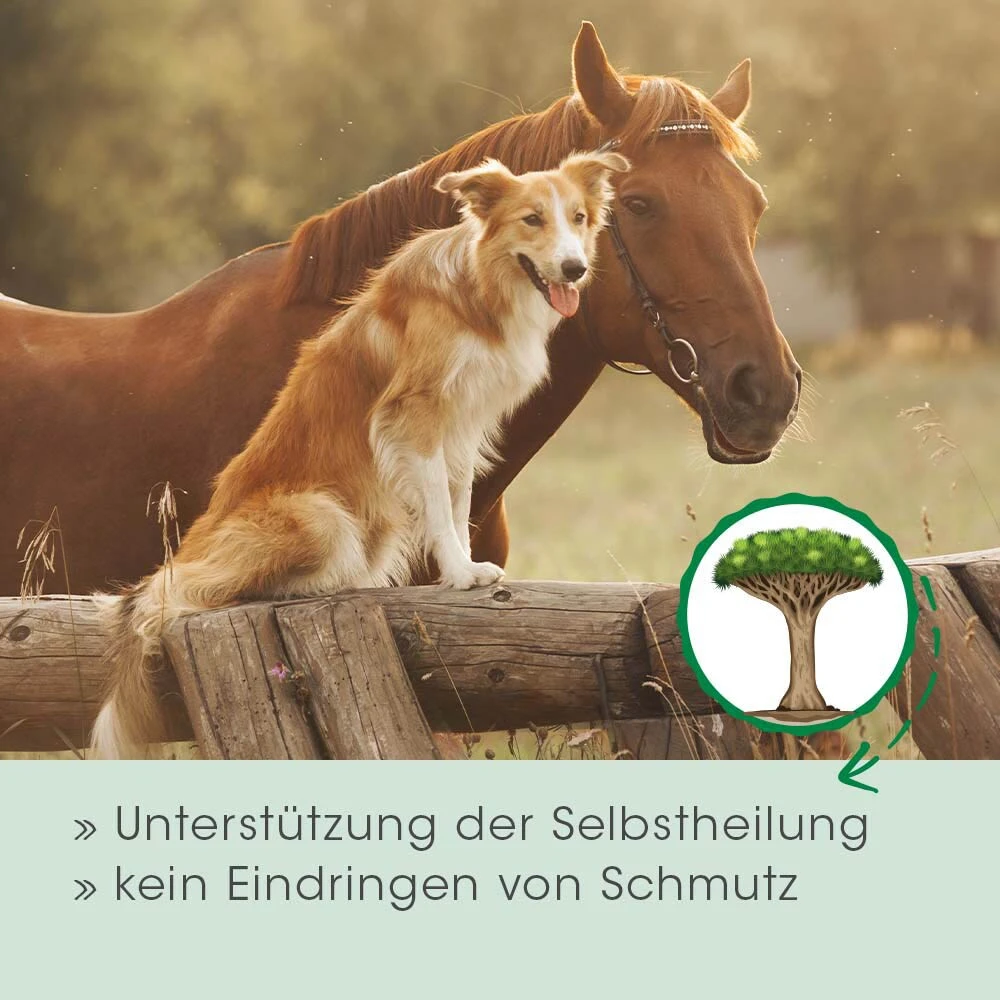 CdVet Drachenblut 9 CdVet Drachenblut – Bild 7