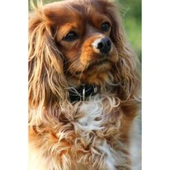 Das Lederband Barcelona Halsband Black -Günstiges Wuff Pflege Geschäft 0058574 das lederband barcelona halsband black