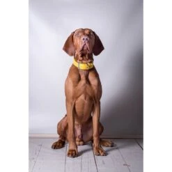 Das Lederband Barcelona Halsband Vibrant-Yellow 9 Das Lederband Barcelona Halsband Vibrant-Yellow -Günstiges Wuff Pflege Geschäft 0058575 das lederband barcelona halsband vibrant yellow