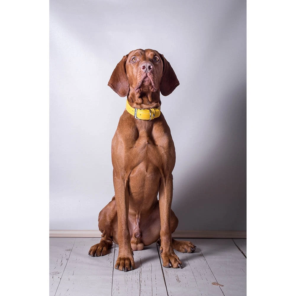 Das Lederband Barcelona Halsband Vibrant-Yellow 6 Das Lederband Barcelona Halsband Vibrant-Yellow – Bild 4