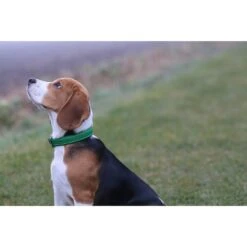 Das Lederband Barcelona Halsband Summer-Green -Günstiges Wuff Pflege Geschäft 0058577 das lederband barcelona halsband summer green