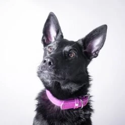 Das Lederband Barcelona Halsband Rose-Violet -Günstiges Wuff Pflege Geschäft 0058578 das lederband barcelona halsband rose violet