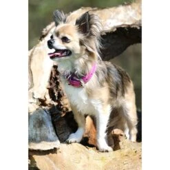 Das Lederband Barcelona Halsband Rose-Violet -Günstiges Wuff Pflege Geschäft 0058579 das lederband barcelona halsband rose violet