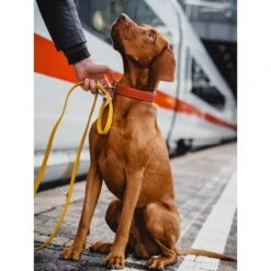 Das Lederband Barcelona Halsband Indian-Red 9 Das Lederband Barcelona Halsband Indian-Red -Günstiges Wuff Pflege Geschäft 0058582 das lederband barcelona halsband indian red