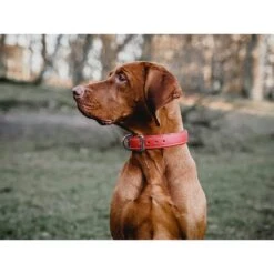 Das Lederband Barcelona Halsband Indian-Red 10 Das Lederband Barcelona Halsband Indian-Red -Günstiges Wuff Pflege Geschäft 0058583 das lederband barcelona halsband indian red