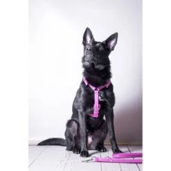 Das Lederband Barcelona Geschirr Rose-Violet -Günstiges Wuff Pflege Geschäft 0058584 das lederband barcelona geschirr rose violet