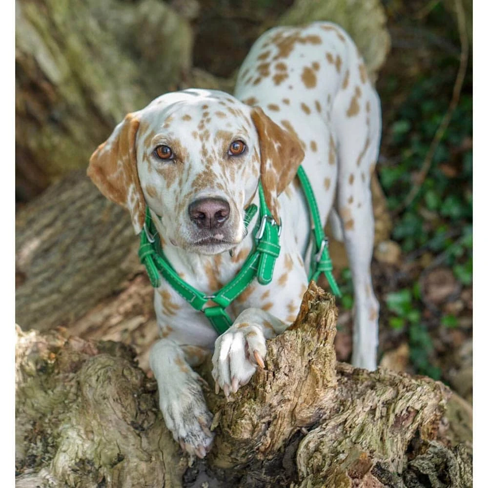 Das Lederband Barcelona Geschirr Summer-Green 4 Das Lederband Barcelona Geschirr Summer-Green – Bild 2