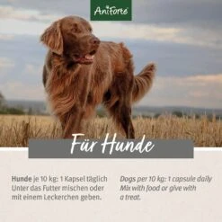 AniForte Grünlippmuschel Kapsel -Günstiges Wuff Pflege Geschäft 0061549 aniforte grunlippmuschel kapsel