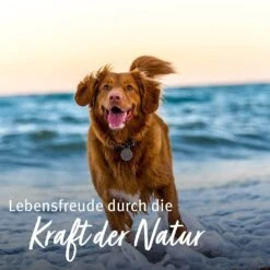 AniForte GelenkSchild -Günstiges Wuff Pflege Geschäft 0061552 aniforte gelenkschild